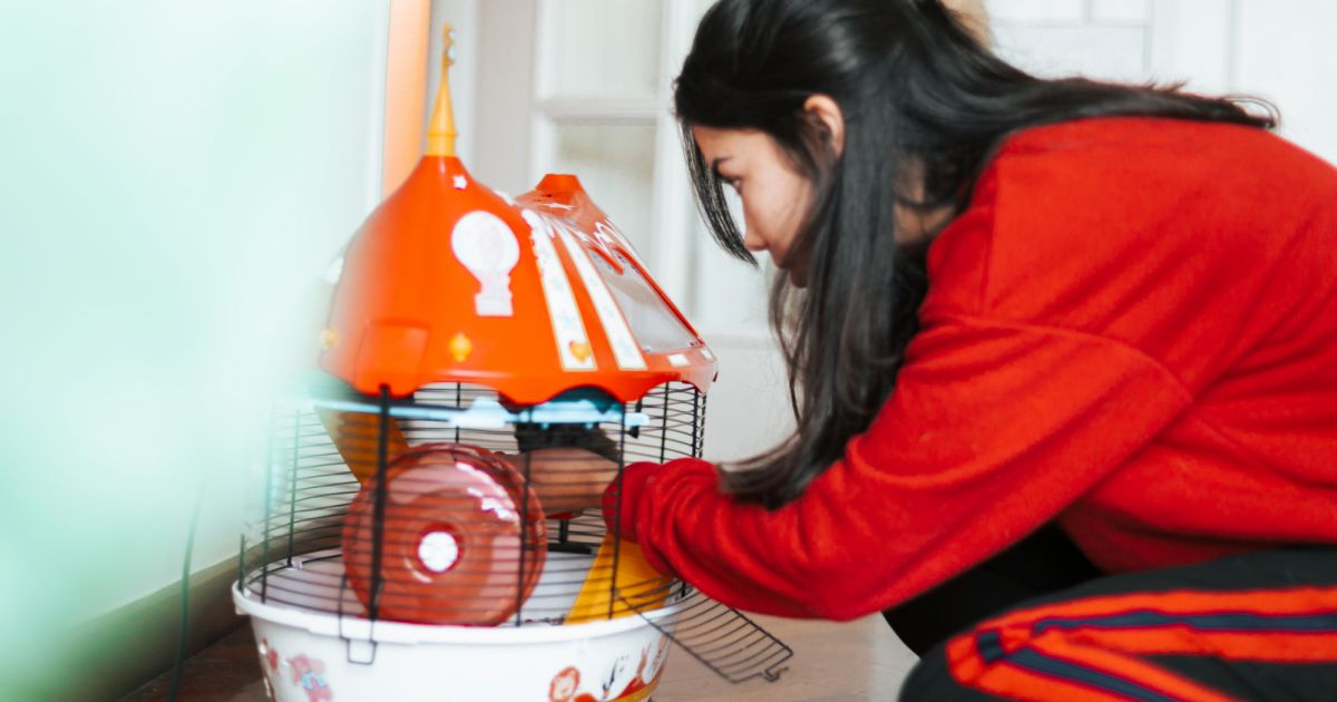 Como limpar gaiola de hamster de forma completa