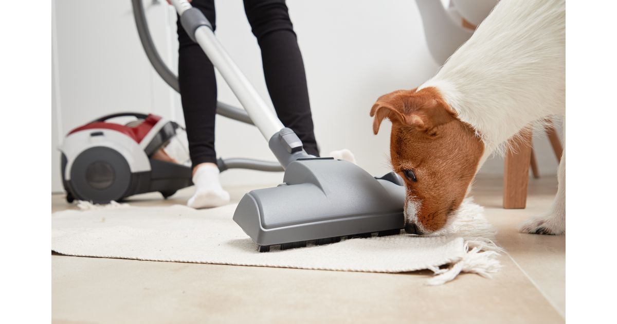Como tirar cheiro de cachorro da casa
