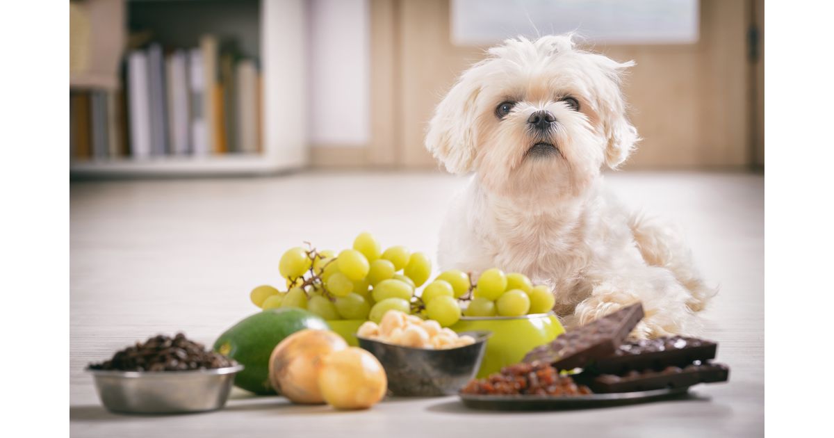 10 alimentos que seu cachorro não pode comer jamais