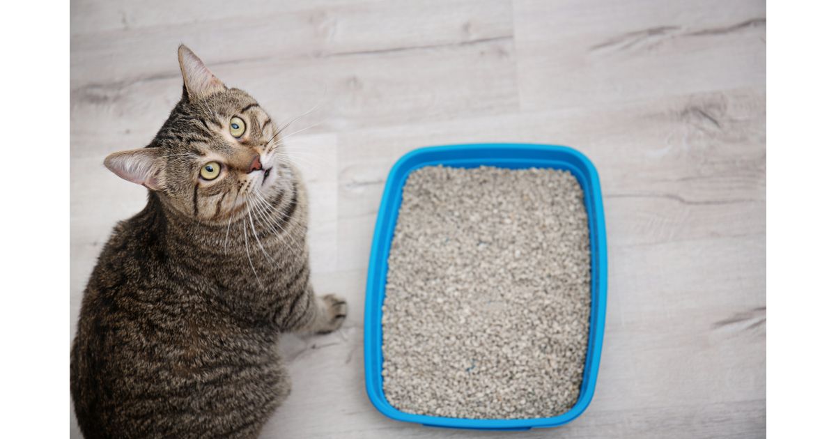 Como limpar a caixa de areia dos gatos
