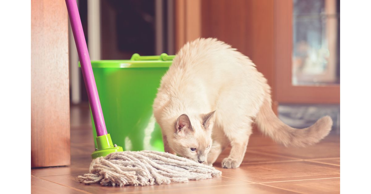 Produtos de limpeza para quem tem pets: quais os melhores e quais devem ser evitados?