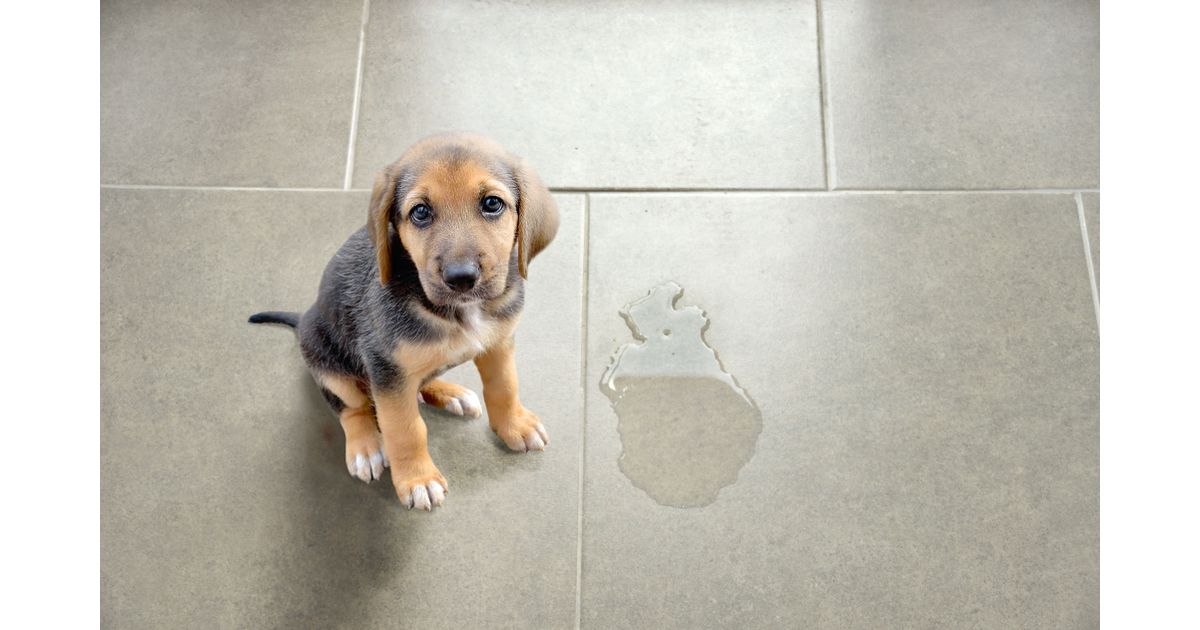 Nada de cheiro ruim! Como limpar urina de cachorro e gato em diferentes tipos de superfície