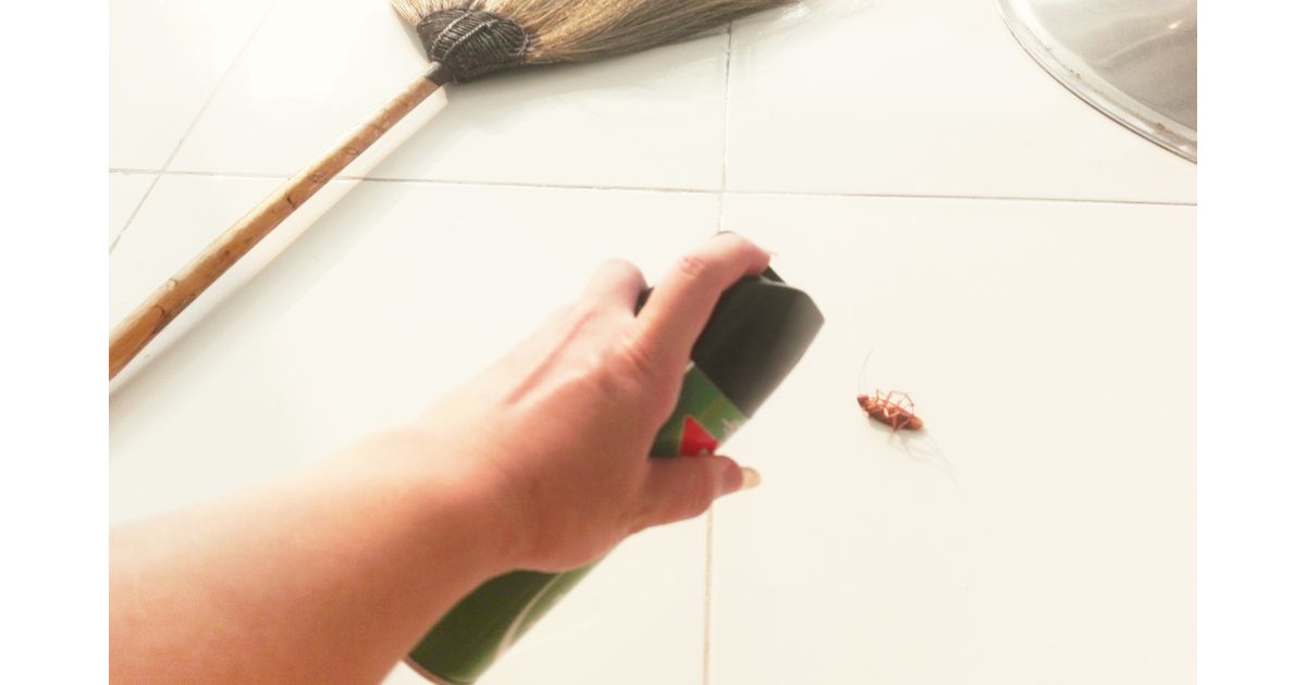 Adeus insetos! Os melhores truques para acabar com baratas, formigas, moscas e mosquitos
