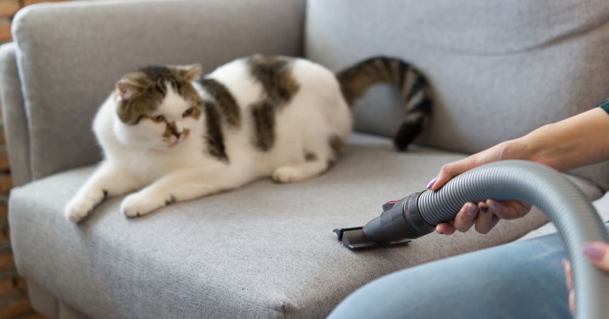 Como tirar cheiro de urina de gato do sofá e mais 3 truques para quem tem pet