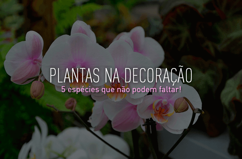 Plantas na decoração: 5 espécies que não podem faltar!